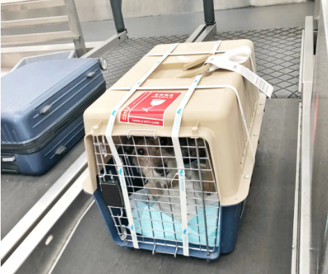 红桥宠物托运 宠物托运公司 机场宠物托运 宠物空运